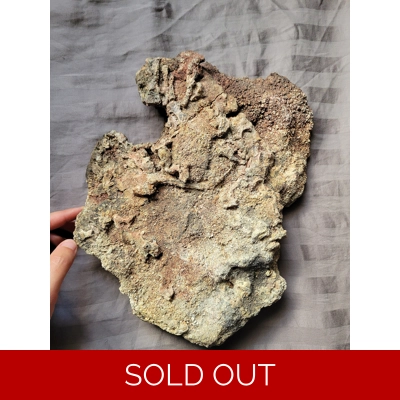 Rare Huge Trimerorhachis Fossil Amphibian Bone Partial Fossil Skeleton Permian